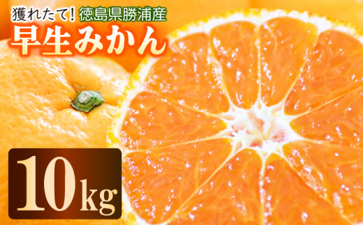 【先行予約】 2025年11月発送 みかん 10kg 優品 M~L 国産 徳島県 勝浦産 果物 フルーツ 早生 獲れたて 蜜柑 温州 産地直送 数量限定 早生みかん 【北海道・東北・沖縄・離島配送不可】