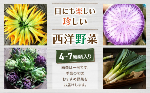 【アグロノーム】お一人様向け、お試し季節のお野菜セット※2024年7月以降発送開始