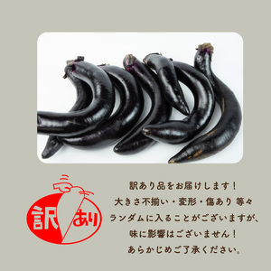 訳あり 松山長なす 約1kg | なすなすなすなすなすなすなすなす 【VEG069】