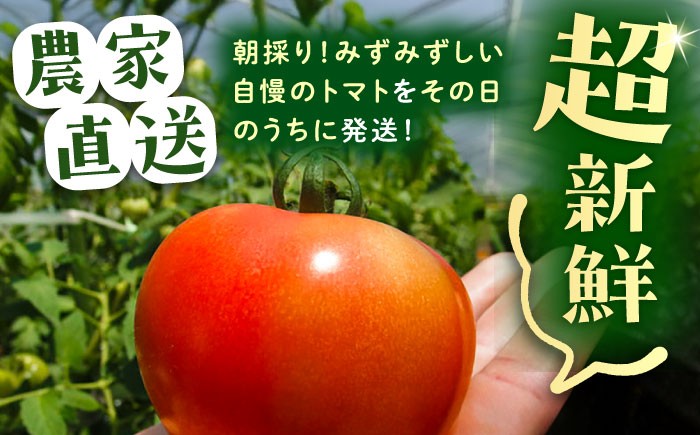トマト とまと 大玉トマト ミニトマト 詰め合わせ お取り寄せ 産地直送 とまと トマト 野菜 やさい ギフト 贈答 プレゼント