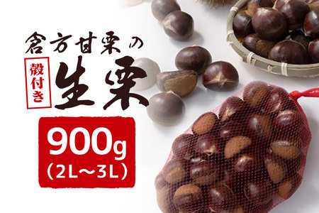 倉方甘栗の生栗　殻付き　約900g　2L～3L 55-E
