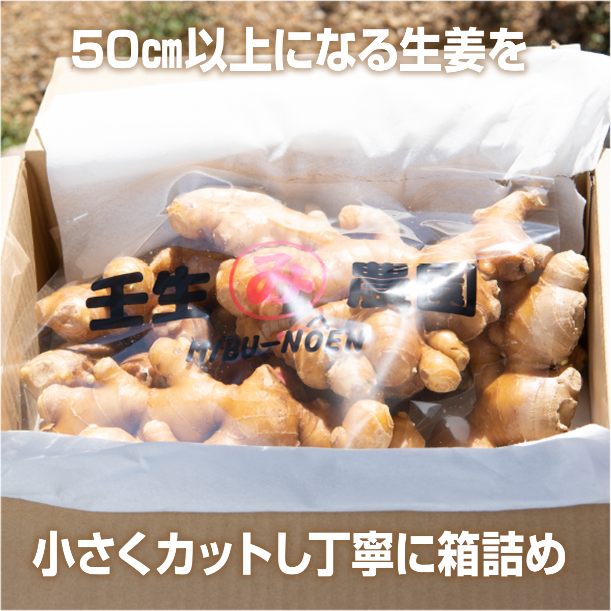 農家直送 高知県産 ショウガ 生姜 こだわりの低農薬「囲い生姜」 2kg しょうが 高知_イメージ3
