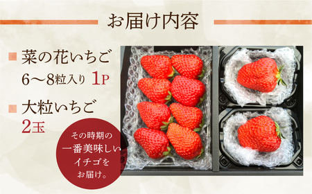 先行予約 菜の花いちご 1パック(6～8粒入)・大粒2玉 　1月～発送開始 イチゴ いちご 苺 果物 くだもの フルーツ 贅沢品 贈答品 高級品 ブランド 先行予約 お取り寄せ 田原市 産地直送 送料