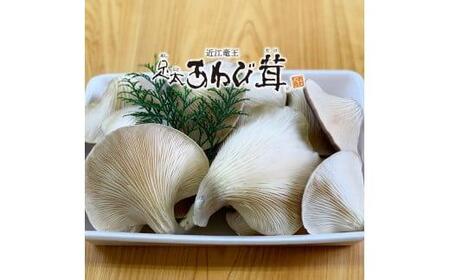  特選 あわび茸 生 1kg ( きのこ 希少 足太あわび茸 きのこ キノコ 国産 きのこ 食材 健康 きのこ 農薬不使用 滋賀県 きのこ 竜王町 きのこ 送料無料 贈り物 ギフト 産地直送 )