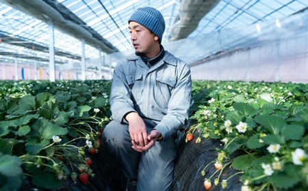 【Cコース】群馬県産いちご「やよいひめ」約800g×2箱 贈答用化粧箱入り ANV003