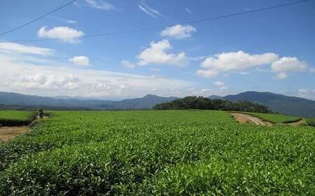 0B1-26 かわいいパッケージの粉末スティック茶（17本入×3袋）