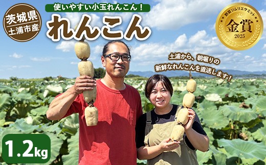 土浦市産 れんこん 1.2㎏　使いやすい小玉れんこん！ すずき蓮根農園の口福れんこん「松の小箱」 ｜ 産地直送 茨城県 レンコン 蓮根 野菜 シャキシャキ ※2026年8月～発送