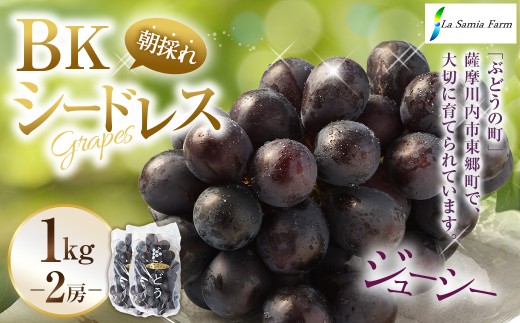 【先行予約】 朝採れ BKシードレス （種なし） 1.0kg（2房） ぶどう 葡萄 【2026年8月上旬から9月中旬発送予定】 AS-0139