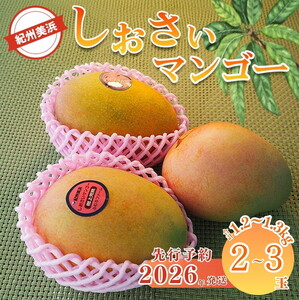 【2026年先行予約】紀州美浜しおさい マンゴー 2～3玉（1.2～1.3kg）｜フルーツ 果物 くだもの まんごー 希少 国産 食品 おやつ デザート 産地直送 和歌山県美浜町産