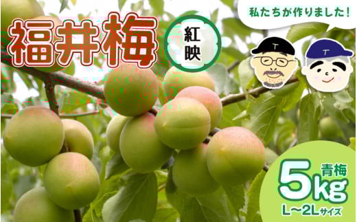 【先行予約】【福井特産】 福井梅（紅映）青梅 5kg（L～2L サイズ）【2025年6月以降順次発送】梅 福井梅 生梅 青梅 完熟梅 梅干し 梅酒 梅干 梅シロップ 梅ジャム 梅ジュース 果物 梅肉 ウメ うめ [m74-a006]