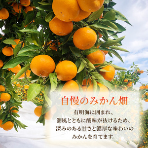 R-37「果樹園みかんの木」のお楽しみ５回定期便コース　みかん ミカン 蜜柑 温州みかん 完熟みかん 甘熟 柑橘 しらぬひ でこぽん デコポン みかんジュース ストレートジュース 100％ジュース 有