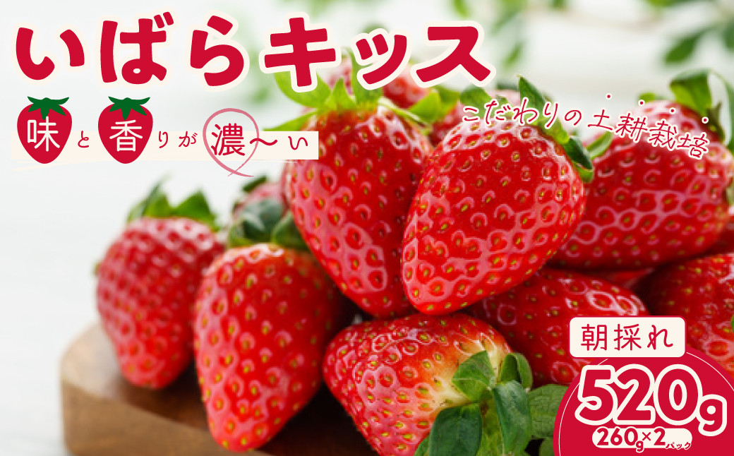 
            【2026年 先行予約】いちご いばらキッス 約260g×2パック 1箱 | 苺 イチゴ いちご 檜山いちご園 新鮮いちご 大粒 いちご いばらキッス ひたち姫 やよいひめ フルーツ 旬 産地 直送 フレッシュ 新鮮 朝採れ 採れたて 糖度 酸味 バランス 健康 果物 デザート 贈り物 食べ比べ 人気 美味しい 甘い ベリー ブランド 茨城県 常陸太田市
          