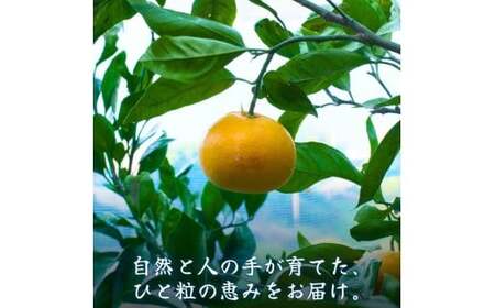  有田 みかん ご家庭用 サイズ混合 10kg / 有田みかん 温州みかん 甘い 家庭用 和歌山 柑橘 10kg ※2025年11月～2026年3月上旬に順次発送【krt004-c-10】