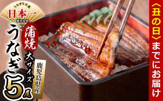 【丑の日までに配送】鹿児島県産 伊崎田のうなぎ蒲焼 大＜170g以上＞× 5尾(計850g以上) c6-081-us