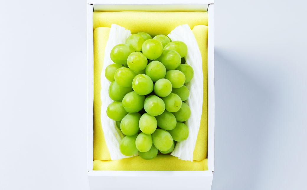 マスカット・オブ・アレキサンドリア 2～3房 （合計1.0kg以上）