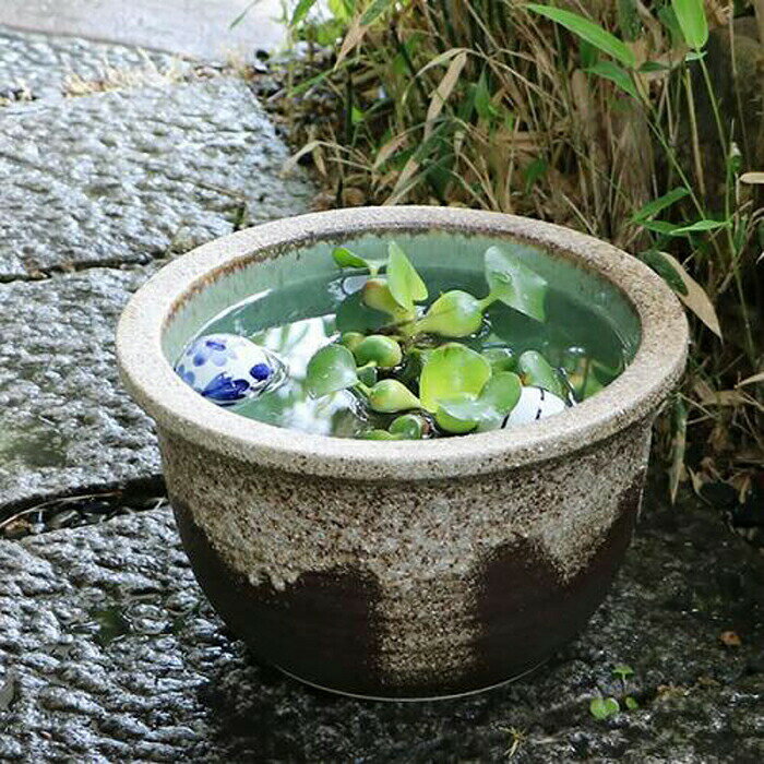 【ふるさと納税】信楽焼 10号灰流し水鉢 睡蓮鉢 メダカ鉢 (168575-40037441)