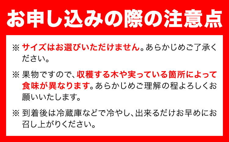迫力満点！大粒 有田みかん 2L-4Lサイズ 約10kg 有田マルシェ《11月上旬-1月上旬頃出荷》和歌山県 日高町 みかん 大粒 有田みかん 温州みかん 柑橘 フルーツ ミカン 蜜柑---wsh_a