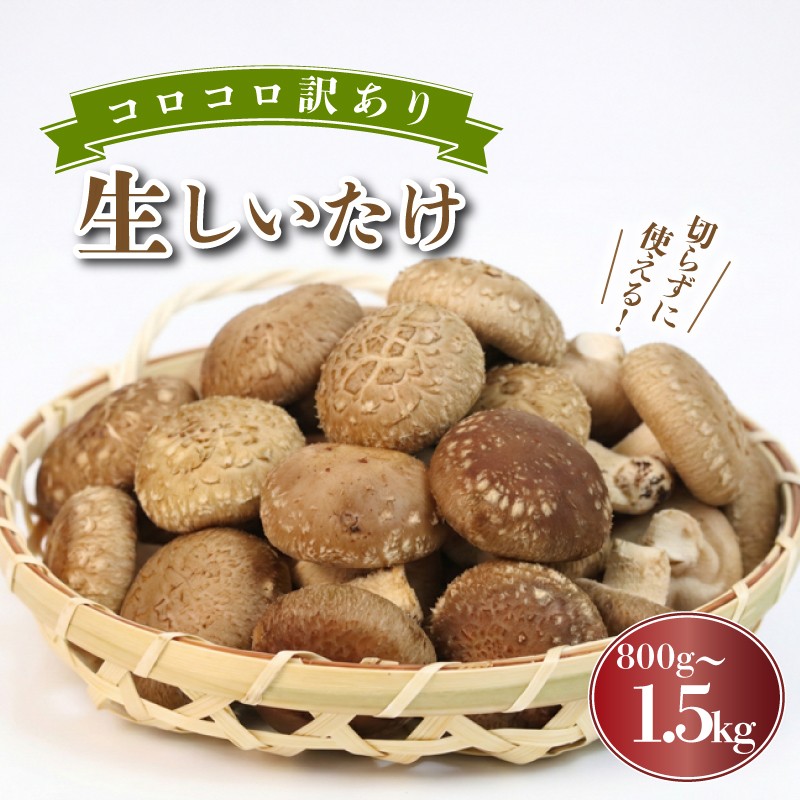 
                  【予約受付中】 訳あり 不揃い 生しいたけ 小ぶりしいたけ 《選べる容量》 800g 1kg 1.5kg コロコロ しいたけ シイタケ 生椎茸 菌床栽培 肉厚 キノコ 野菜 出汁 煮物 味噌汁 炒め物 グリル 炊き込みご飯 国産 栽培期間中 農薬不使用 家庭用 簡易梱包 食物繊維 富士山 湧水 箱根 静岡県 三島市
                