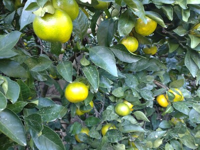 【周防大島産】宮川早生みかん（早生種）10kg