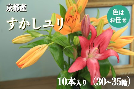 花・ゆり／京都・京丹後すかしユリ　色お任せ10本（30～35輪）ユリ切花・ユリ花束