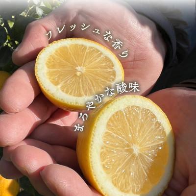 ふるさと納税 八幡浜市 【防腐剤・ワックス不使用で安心】真穴産地直送のレモン 3kg×2箱(2Lサイズ 大玉)【E98-8】 |  | 02
