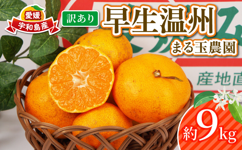 
                  訳あり 早生温州 9kg まる玉農園 早生 みかん 温州みかん 早生みかん 温州 蜜柑 mikan 愛媛みかん 愛媛蜜柑 愛媛ミカン 果物 くだもの フルーツ おすすめ 人気のみかん 訳アリ 訳あり品 訳有り わけあり 柑橘 農家直送 産地直送 数量限定 先行予約 国産 愛媛 宇和島 B010-172004
                