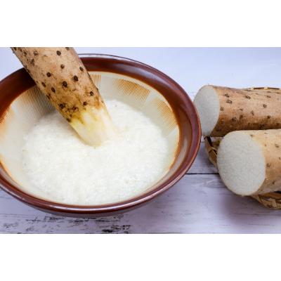 ふるさと納税 長野市 信州の長芋　調理しやすい食べきりサイズ5〜8本入り