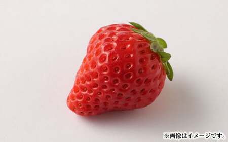 熊本県産いちご 恋みのり2キロ（8パック） 【2026年2月上旬発送開始】
