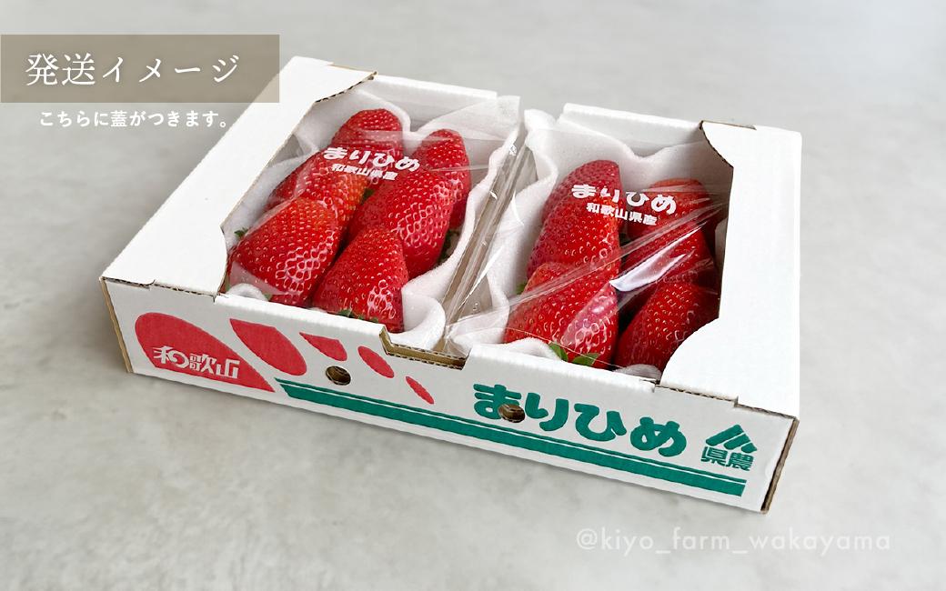 特大まりひめイチゴ 朝摘 6個～11個入×2パック［2026年1月中旬頃より発送］［先行予約］［KT3］