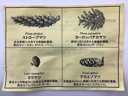 サンタランドツリーＬサイズ（送り返し付き）(N0003)