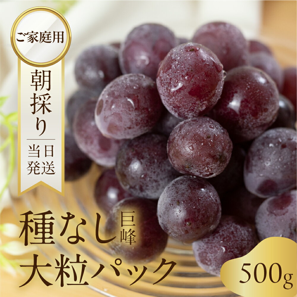 【ふるさと納税】《先行予約》 朝採り 当日発送 種なし 巨峰 粒 450g ~ 1.3kg ぶどう 大粒 訳あり 不揃い 果物 フルーツ ブランド 産地直送 生産者直送 農家直送 シャインマスカット 葡萄 8月 9月 愛知県 豊橋市 送料無料 5000円