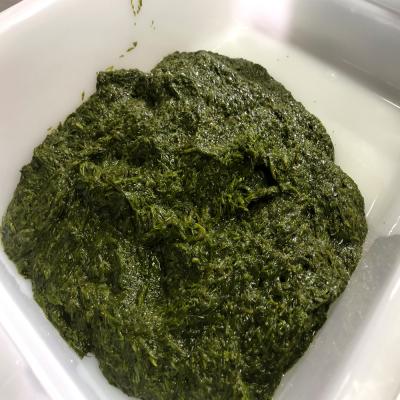 ふるさと納税 乙部町 【春採りアカモク　5セット】北海道乙部町産　 |  | 01