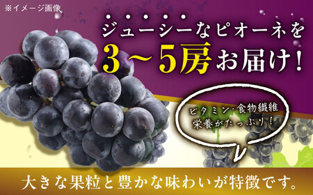 ぶどう 種無しピオーネ2kg ピオーネ [AGBN014]