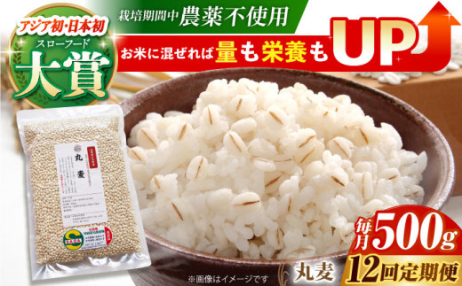 【全12回定期便】栽培期間中農薬不使用 丸麦 500g ( 1等麦使用 ) 【葦農】[HAJ042] 麦 雑穀 雑穀米 麦ごはん 1等麦 特別栽培農産物 佐賀 食物繊維 丸麦 500g ご飯 定期便