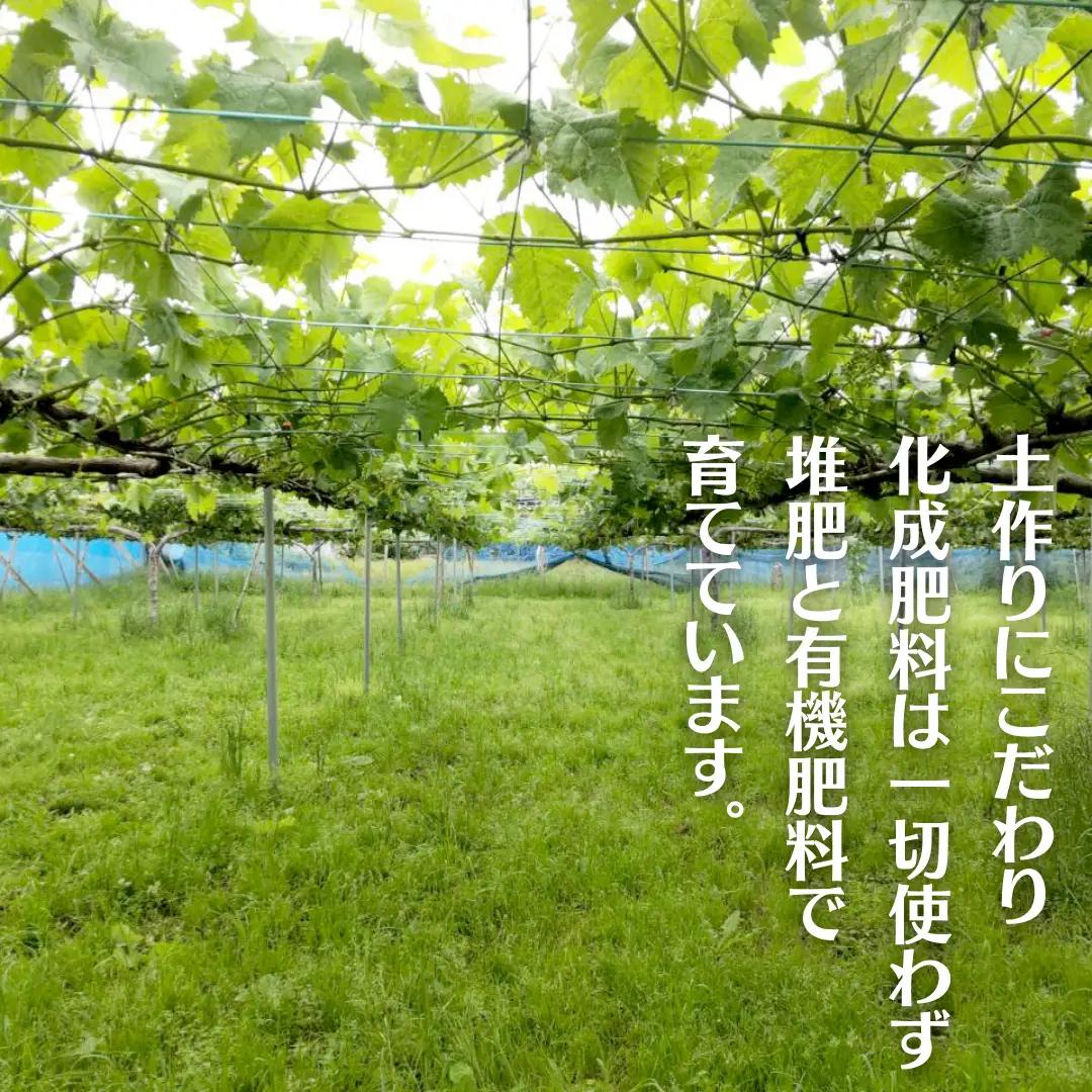 《 種なし 》 クイーンニーナ 約1.5kg 3～4房 (茨城県共通返礼品 かすみがうら市) 久保田果樹園 産地直送 フルーツ 甘い 直送 茨城 限定 ギフト ぶどう クイーンニーナ 果物 [DH00