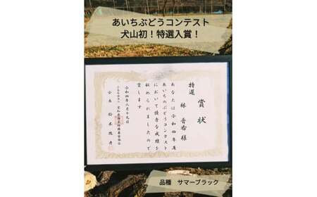 【予約受付・数量限定】林ファーム園主イチオシ！犬山産 極甘 サマーブラック 2キロ [0490]