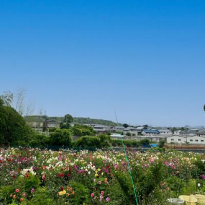 ふるさと納税 和泉市 和泉市産純粋はちみつ いずみつ 180g |  | 03