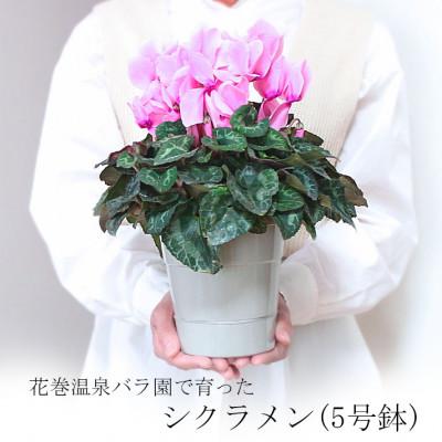 ふるさと納税 花巻市 花巻温泉バラ園で育った「シクラメン」5号鉢 &lt;2025年11月より順次発送&gt;