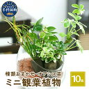 【ふるさと納税】観葉植物 ミニ観葉 おまかせ オアシス苗 10苗 インテリア ナチュラル 自然 リラクゼーション 室内栽培 プレゼント ギフト 贈答用 送料無料 株式会社チャーム