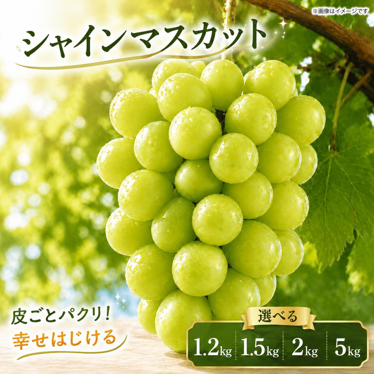 
                  シャインマスカット 1.2kg / 1.5kg / 2kg / 5kg 《 2026年 8月 中旬 ～ 順次発送 》フルーツ ぶどう 葡萄 期間限定 旬 産地直送 農家直送 産直 贈答 家庭用 ギフト 中内農園 ぶどう 直売所 徳島県 阿波市 
                