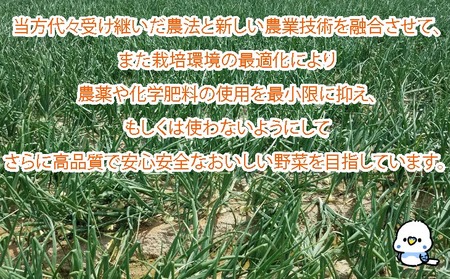完熟玉ねぎ　中生3ｋｇ　◆配送6月上旬～