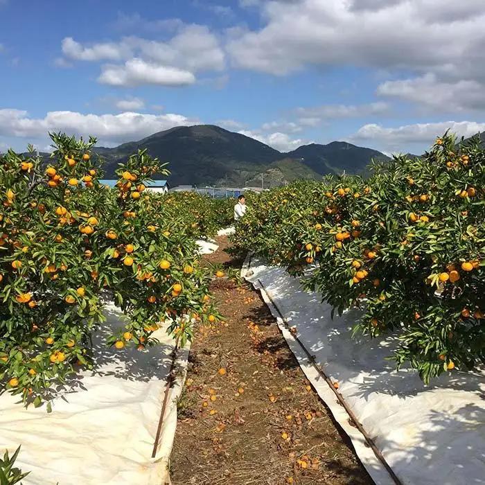 極早生 有田 みかん 化粧箱 小箱 特秀 M サイズ 20玉入 南泰園 和歌山 有田みかん