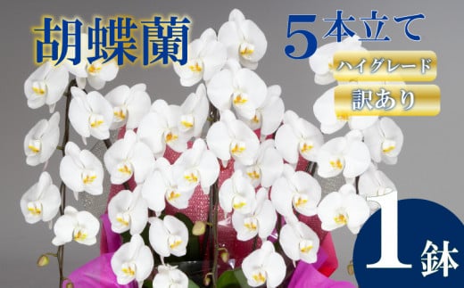 【訳あり】 胡蝶蘭 5本立て 白 ハイグレード 5本 人気 大輪 花 ラッピング 鉢花 洋蘭 洋ラン ギフト 冠婚葬祭 蘭 らん 新築祝い 父の日 母の日 おしゃれ 豪華 華 華やか 記念日 敬老 誕生日 プレゼント お祝い 贈答 贈り物 開店祝い 開業祝い こちょうらん はな 須崎洋蘭園 SY019_x