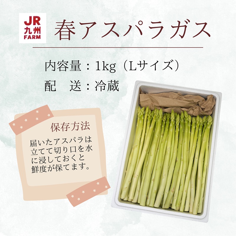 JR九州ファームの春アスパラガス　Lサイズ1kg( 野菜 新鮮 アスパラガス アスパラ 春アスパラ 甘み )【A9-025】