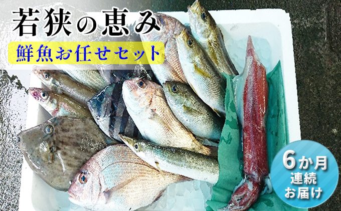 鮮魚セット 定期便 6ヶ月 若狭の恵み 鮮魚ボックス 種類はお任せ 魚 お魚 セット 詰め合わせ 魚介 魚介類 海鮮 海鮮セット 6回 半年 お楽しみ 福井 福井県 若狭町