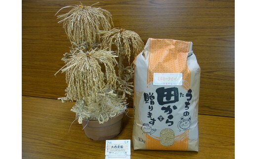 【ふるさと納税】1869 玄米 令和7年産ミルキークイーン 玄米10キロ コシヒカリ 低アミロース 数量限定 ご飯 お米 コメ 10キロ 伊勢市 伊勢市産 伊勢志摩 三重県 光沢が良い つや もちもち 冷めても硬くなりにくい おにぎり お弁当 大西農園