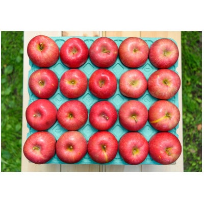 【26年10月より順次発送】平均糖度13度以上! 早生ふじ 約10kg 訳あり 青森りんご【配送不可地域：沖縄県】