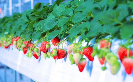 冷凍いちご 1kg / 苺 いちご イチゴ 冷凍 冷凍イチゴ 冷凍苺 / 恵那市 クリエイティブファーマーズ[AUAH023]