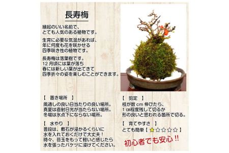 天然苔専門店 弥栄苔 選べる縁起物苔玉（２個セット）【1315】