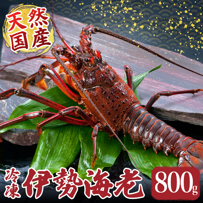 冷凍 伊勢海老 約800g 伊勢えび 産地直送 天然 国産 海鮮 新鮮 三重県 南伊勢 伊勢 志摩